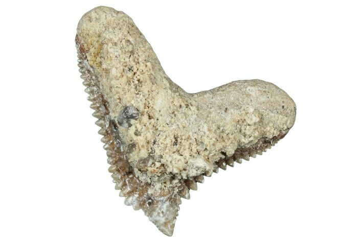 Tiger Shark (Galeocerdo Eaglesomi) Tooth - Dakhla, Morocco #321947